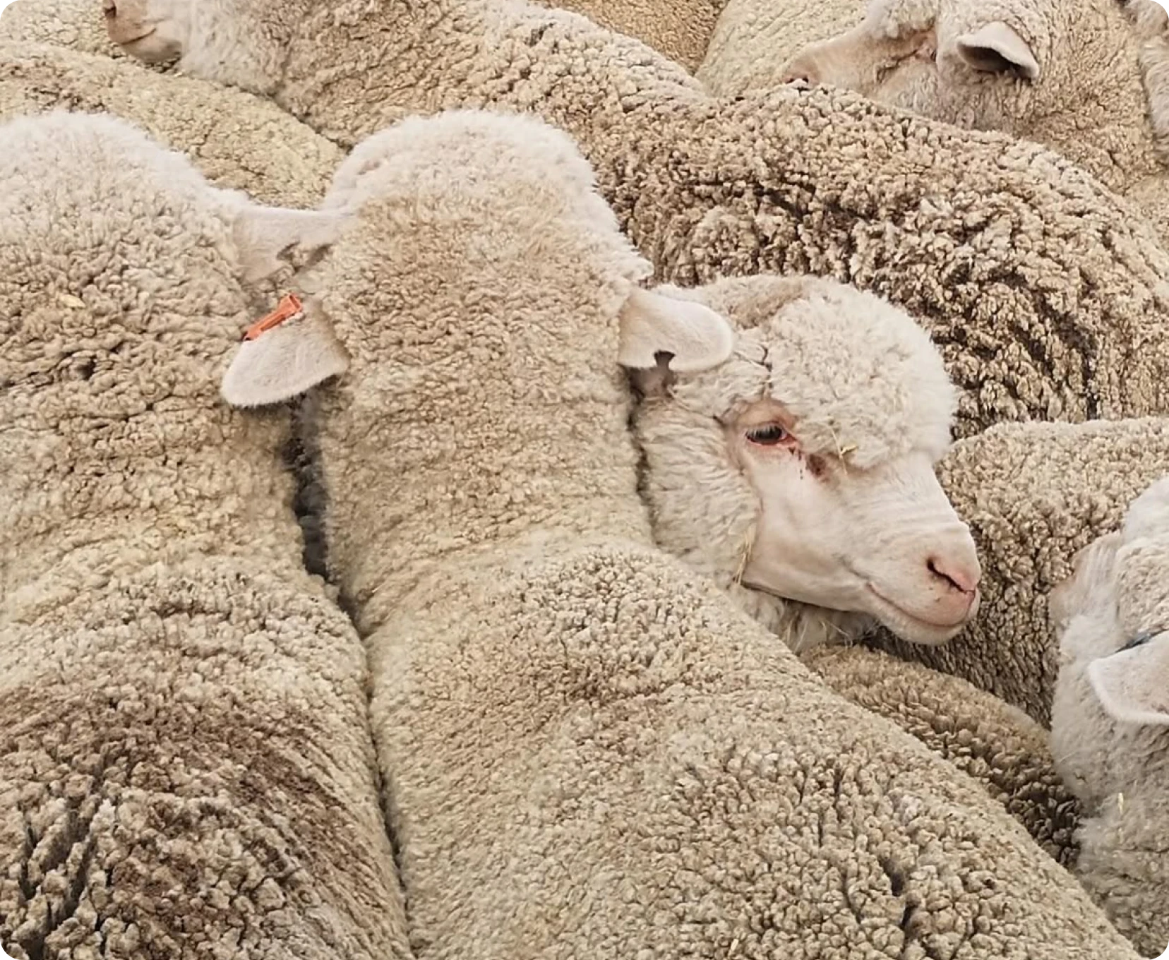 Merino Wool